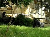 Gorilla Pranks Zoo Workers