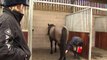 Rehomed rescue horse Charlie helps teach students