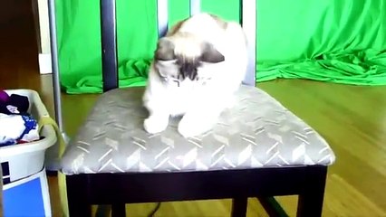 Laser Kitty 2: The Laser Strikes Back!