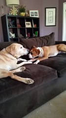 Deux chiens discutent ensemble à propos du sens de la vie