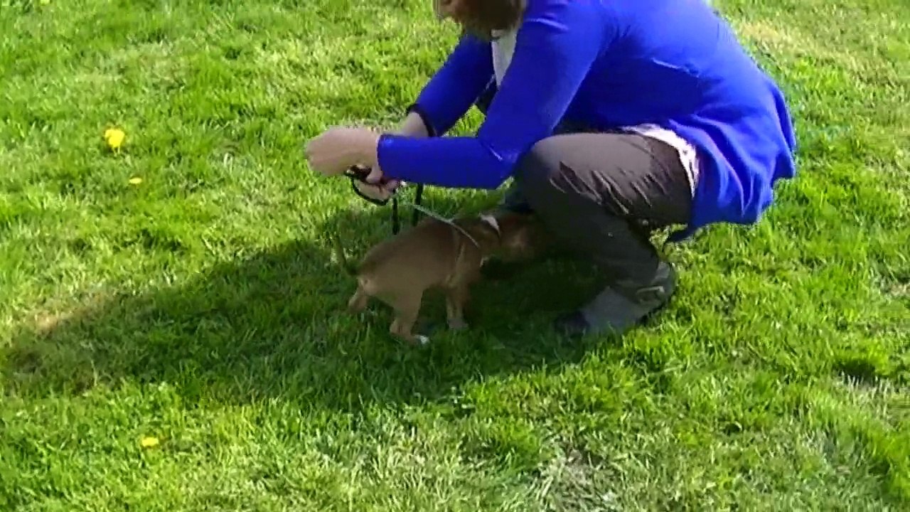 116ème vidéo des chiots de la 19ème portée de Staffordland