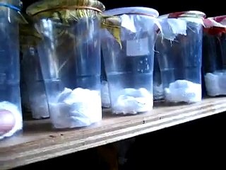 my Mantis, reptile and other exotics collection