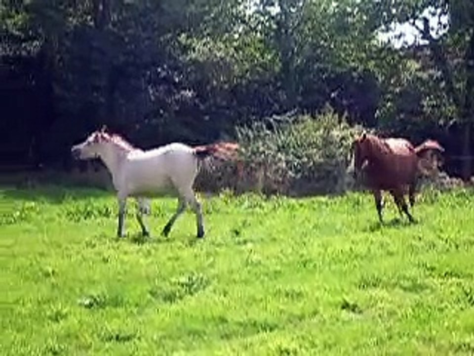 Chevaux heureux, jument qui chute