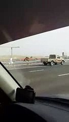 Un fou court après un dromadaire sur l'autoroute à Abu Dhabi