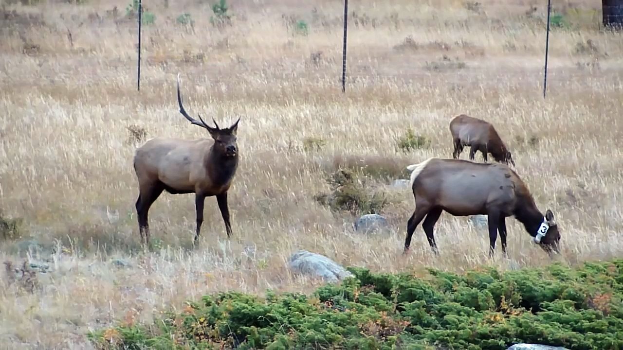 Colorado Elk Rut - Rocky Mountain National Park