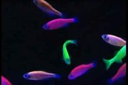 GloFish® Fluorescent Fish Video! (Blue/Actinic Light)