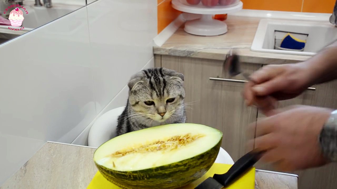 Кот - Гурман! Для любителей кошек!