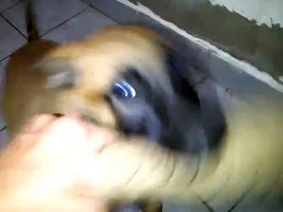 Pastor Belga Malinois