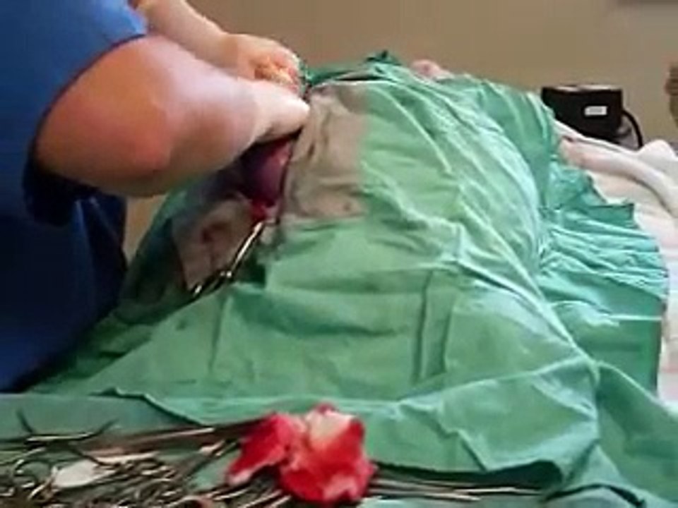 Blossom's First Litter and C-Section