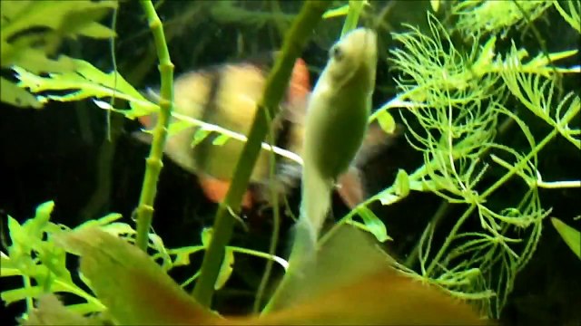 55 Gallon Freshwater Planted Community Aquarium 2011