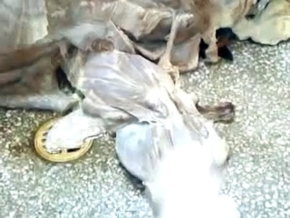 Anatomia Veterinaria Musculos del miembro toracico