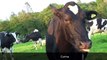 Sunny Summer Afternoon on Ayrshire Dairy Farm