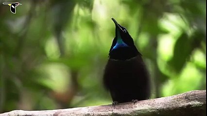 Watch this miracle of ALLAH that speeks in that pet