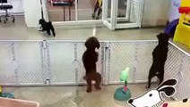 Sahibini gören köpek sevinçten dans etmeye başladı