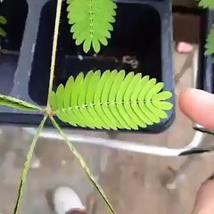 Sensitive Plant