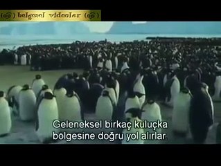 Dünyanın En Fedakar Canlıları Penguenler