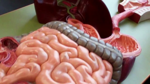 Anatomy and Physiology 2 anatomy model walk through for digestive system