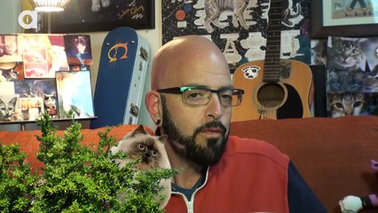 How to Stop Your Cat from Attacking Your Ankles