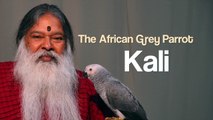 Kali, the amazing talking African Grey Parrot of Shuka Vana