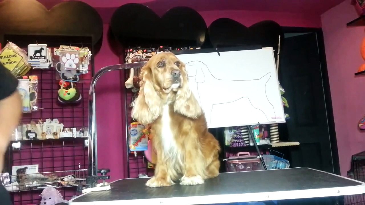 Corte Peluqueria Canina Cocker Ingles 1/4 PINK POODLE