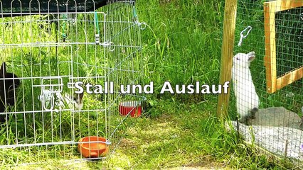 Alte Nutztierrassen Folge 30: Kaninchen Rassen, Rheinische Schecken, Russen Zwerge, Widder Doku