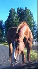 Häst kärar ner sig i forden