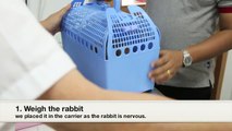 Neutering a rabbit procedures at Toa Payoh Vets