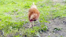 Das wahre Leben der Hühner