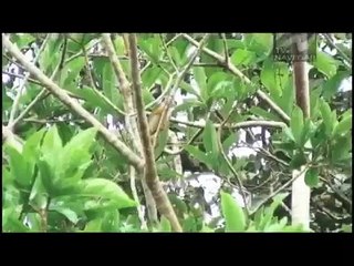 No Meio do Rio, Entre as Árvores de Jorge Bodansky - Trailer
