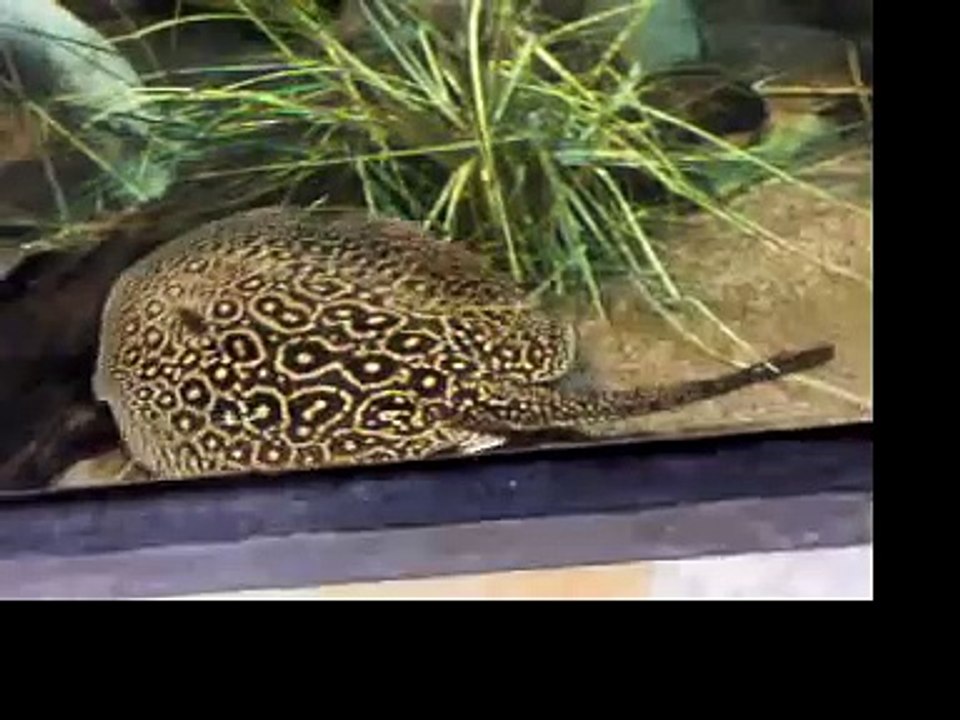 Shedd Aquarium 3