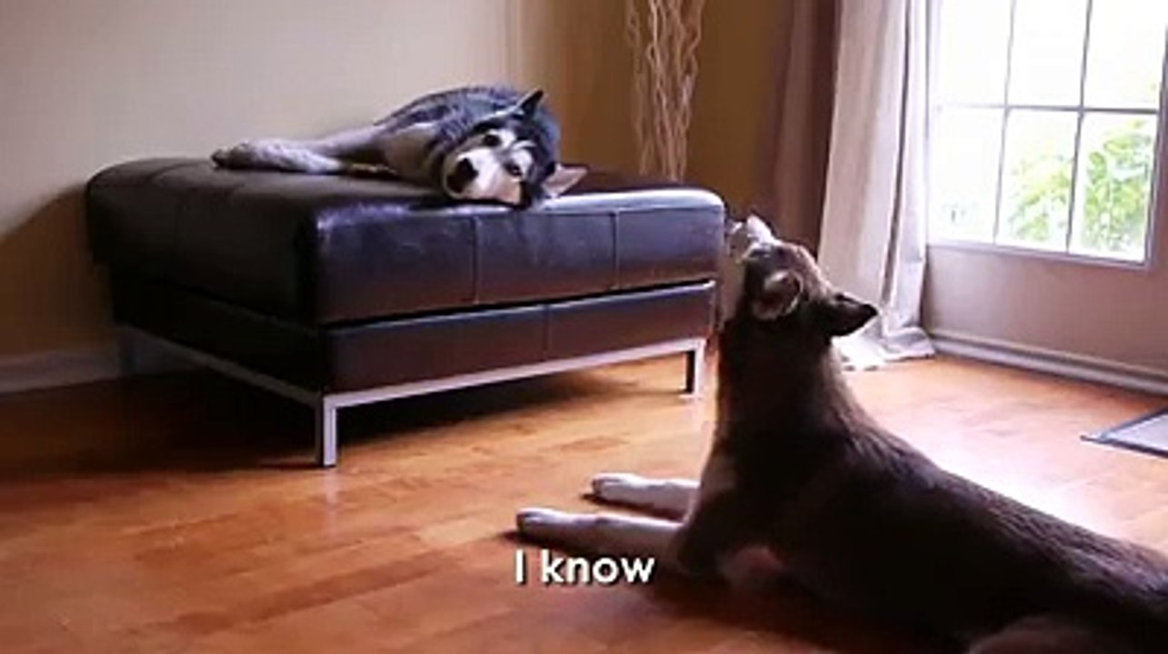 Talking dogs? really?
