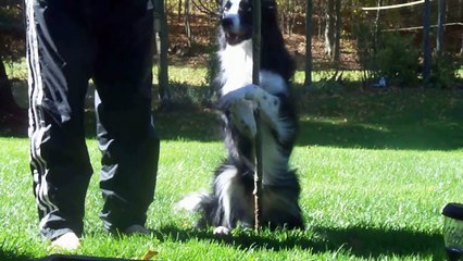 Невероятно умная собака