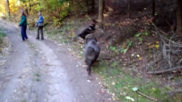 Собака и дикие кабаны