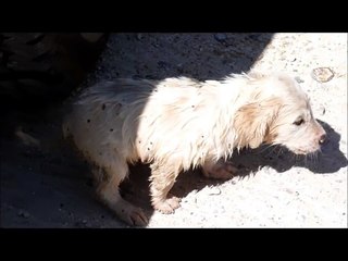 Abandoned puppy rescued!