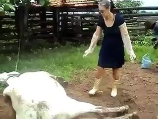Innocent Women Kicked by A Cow