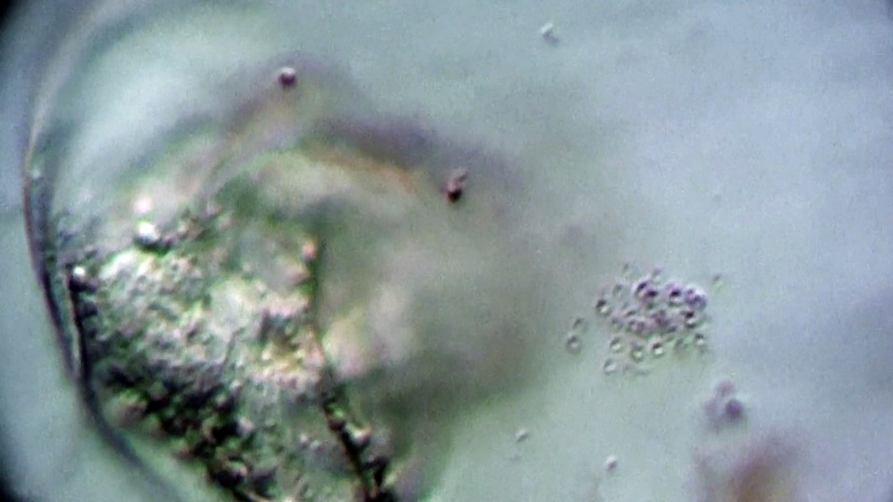 Discomorphella pectinata