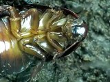 Cockroach molting, laying eggs, eggs hatching (#447)