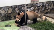 Panda mom carrying her babies in her mouth 2010/12/23 赤ちゃんをくわえて運ぶ母パンダ