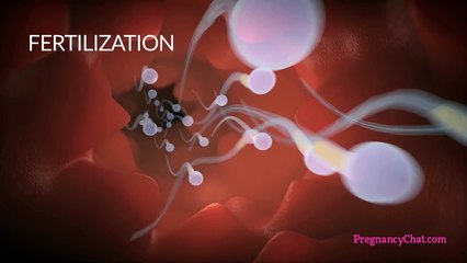 9 Months In The Womb: A Remarkable Look At Fetal Development Through Ultrasound By PregnancyChat.com