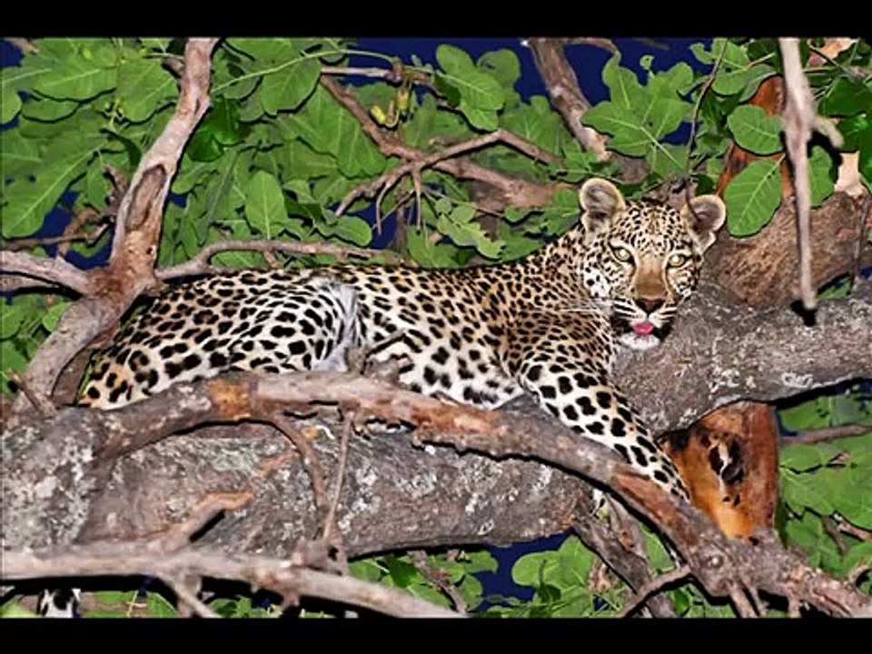 African Wildlife - pictures of wild animals and birds of Africa (photo slideshow)