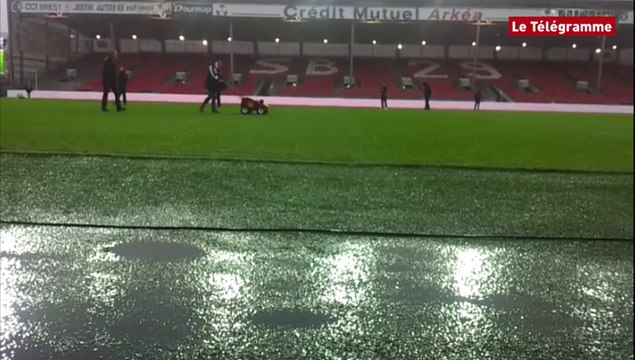 Football. L'état de la pelouse avant Brest-Dijon