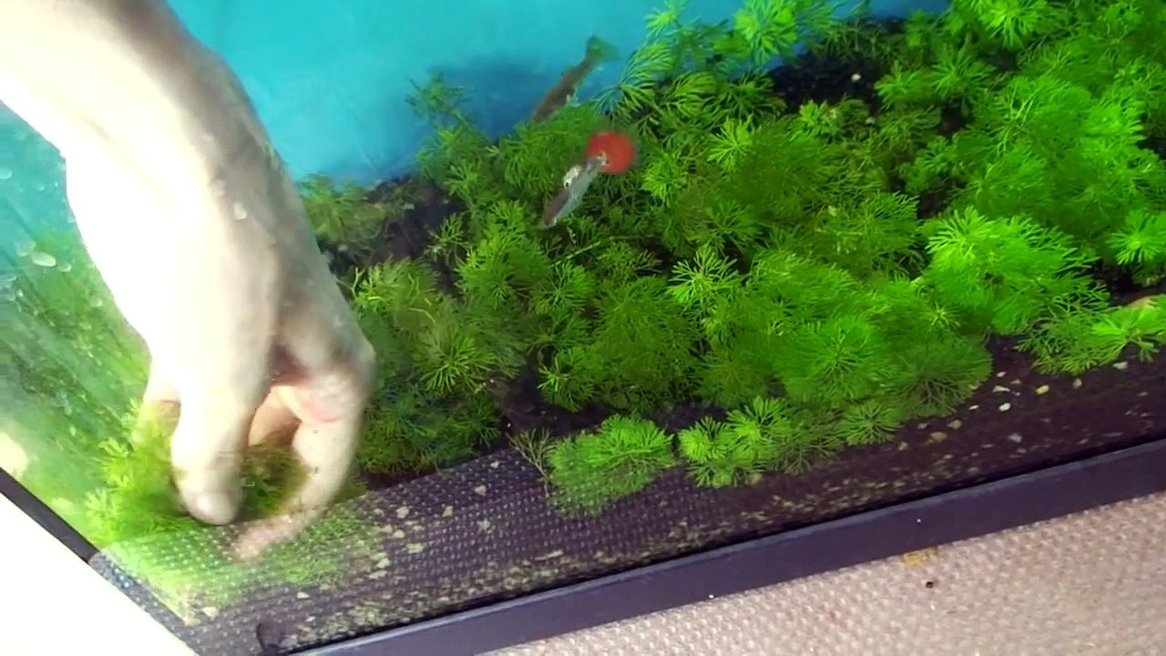 PLANTAS ACUATICAS SIN SUSTRATO, SIN ABONO Y SIN GRAVA : ACUARIOS HD