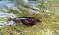 Gambero di fiume ( Austropotamobius pallipes )