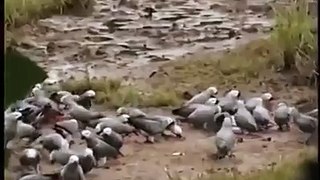 Australian Gray parrots family in jungle