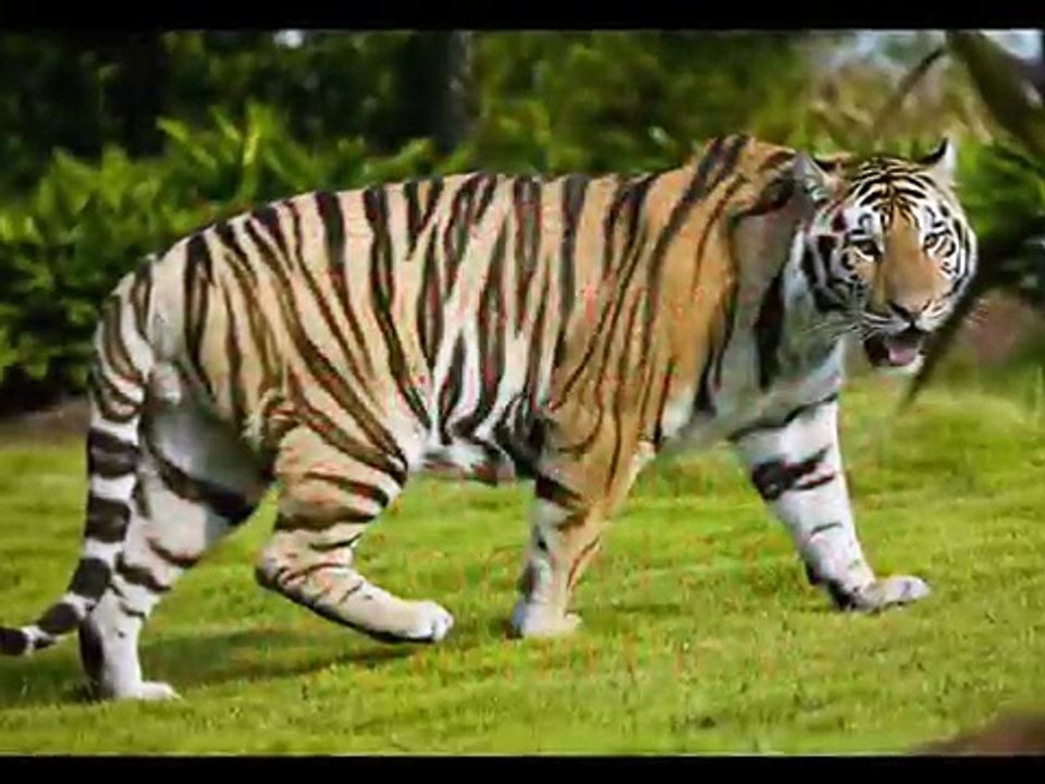 Endangered Animals - Precious Species - could be Extinct tomorrow...