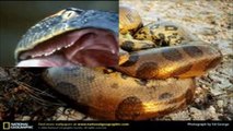 Anaconda La Mas Grande Del Mundo