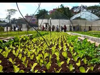 Havana Homegrown: Inside Cuba's Urban Agriculture Revolution