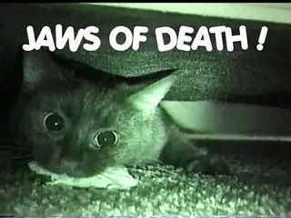 Cat and Mouse: Escaping Jaws of Death