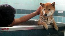 柴犬のシャンプー shiba inu ★ Bath time ★　Shampoo