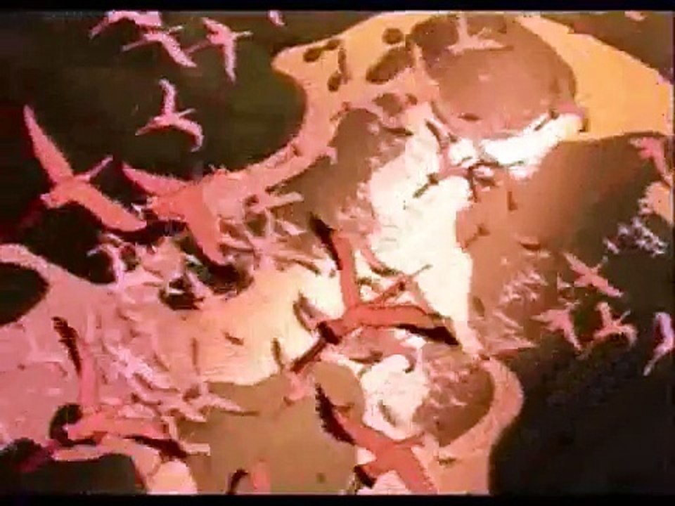 le roi lion le cycle de la vie